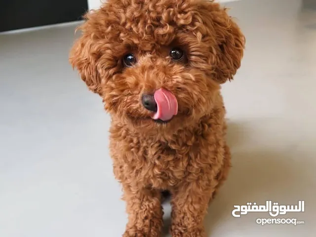 Poodle puppies available