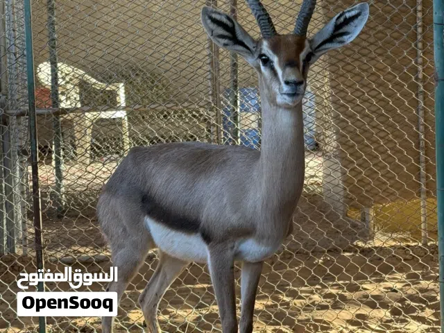 البيع عزلان الدماني ذكري