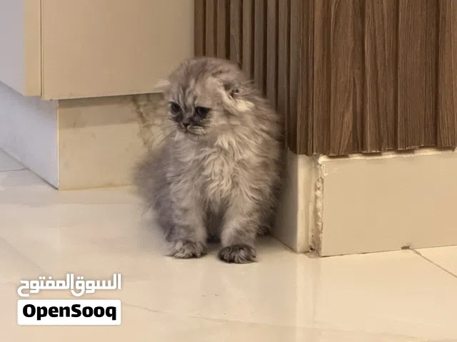 ذكر سكوتش فولد لونق هير