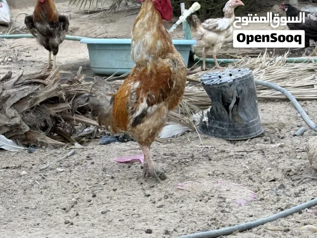 ديوجه كويتيه بيع مستعجل سعر مناسب