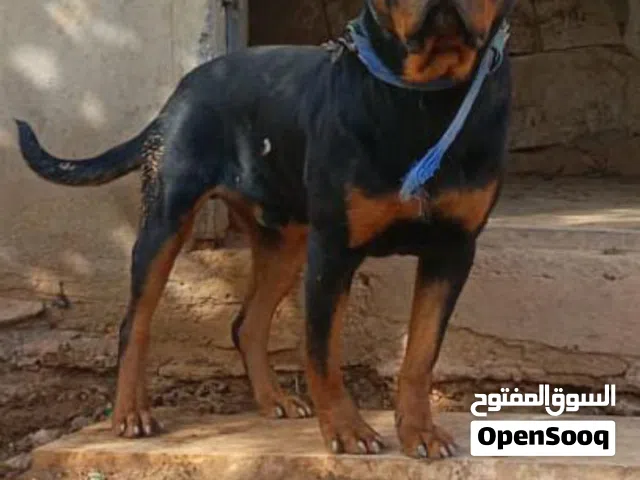 كلب روت للبيع