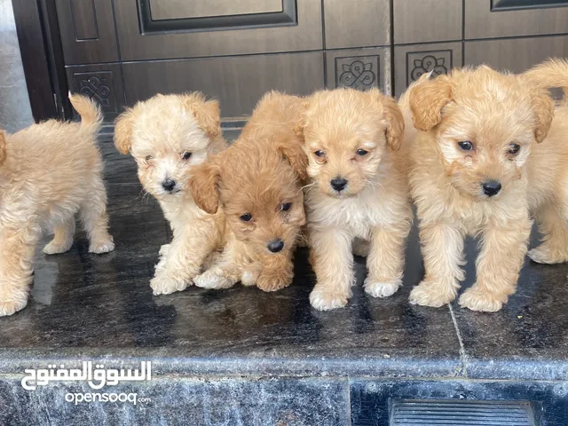 Toy poodle puppies for sale
