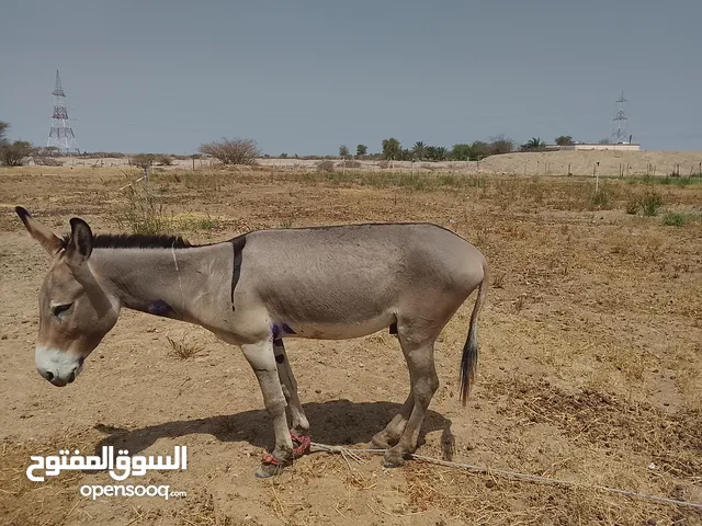 البيت حميار
