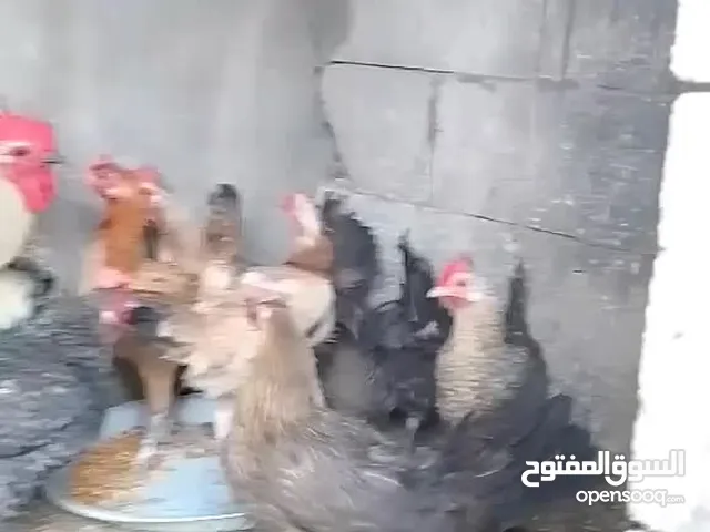 متاح7جاجات وديك صحه ونضافه