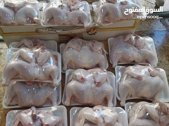 لبيع الدجاج الحي مستعدون تجهيزات المطاعم المناسبات الذبح و التنضيف مجاني كيلوين  
