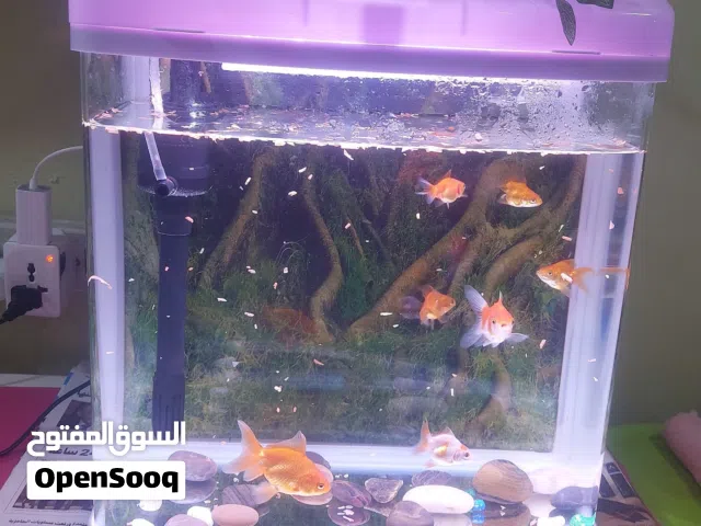 Fish aquarium