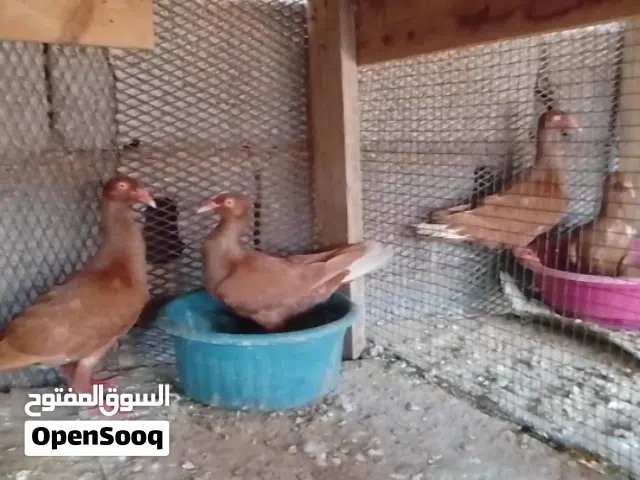 زوجين تمبلر