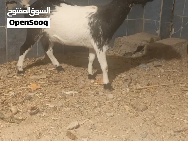 السلام عليكم صخول بلجيكيات للبيع