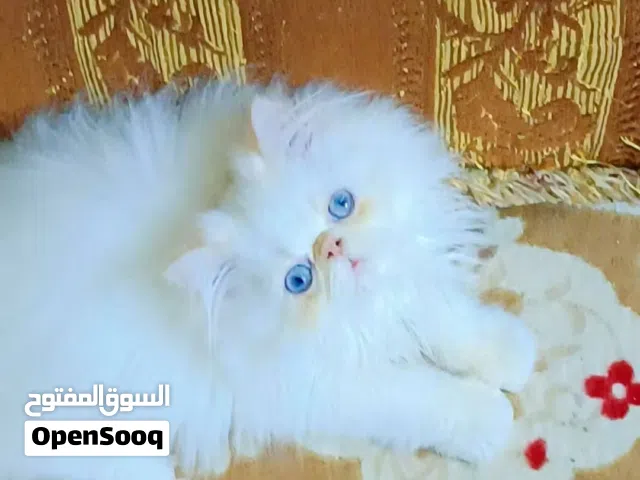ذكر هيمالايا