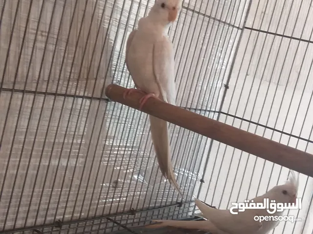 بسم الله توكلت عله الله يتوافر 5 كوبياة كوكتيل الاون ابيض بينو عين حمره حجم غليض إستيراد تونس
