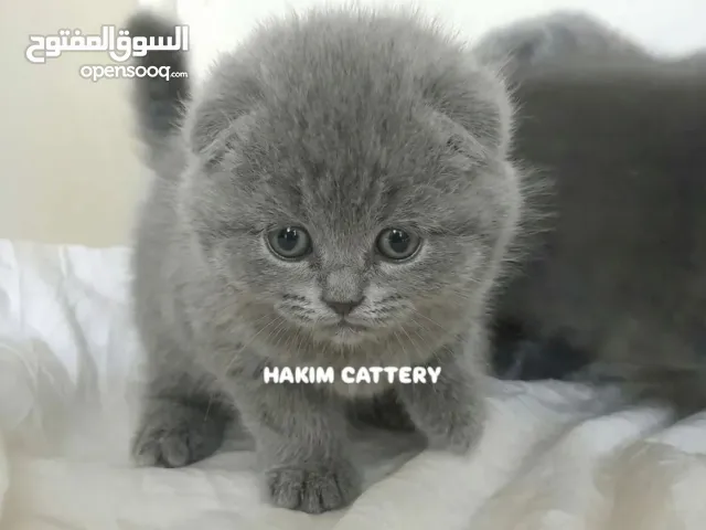 ذكور سكوتش تريبل فولد ، بلو ، 45 يوم  ماشاء الله تبارك الرحمن  Scottish Fold, Males, 45 days