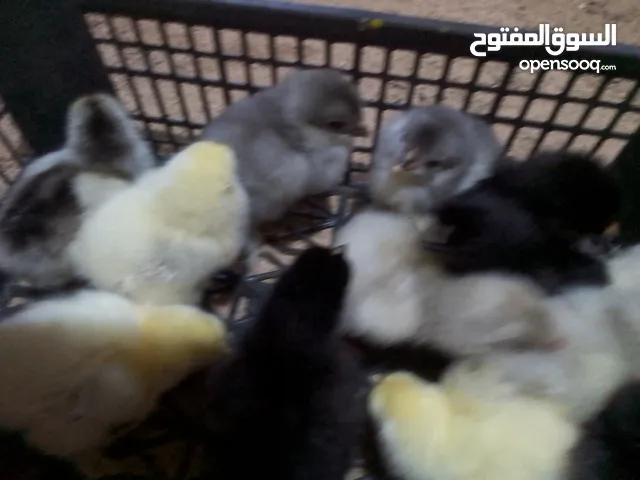 صوص براهما للبيع ماشالله التفاصيل بالاعلان