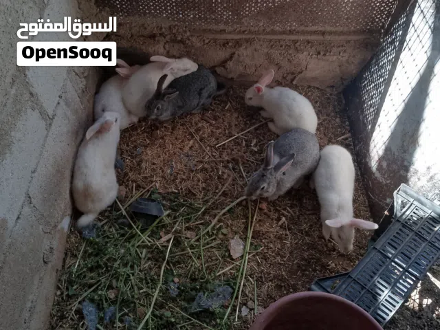 ارانب للبيع