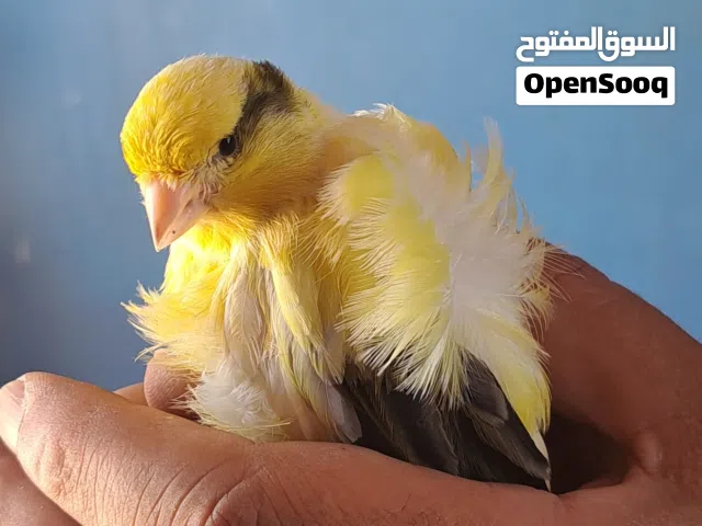 كنار فحول 2 وطيره