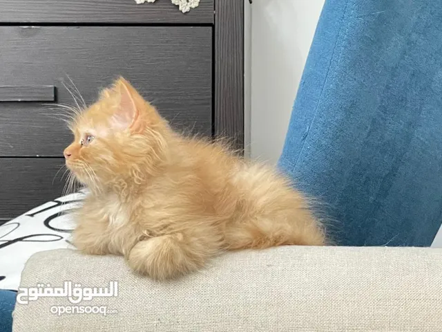 2 kittens Siberian and Persian mixed