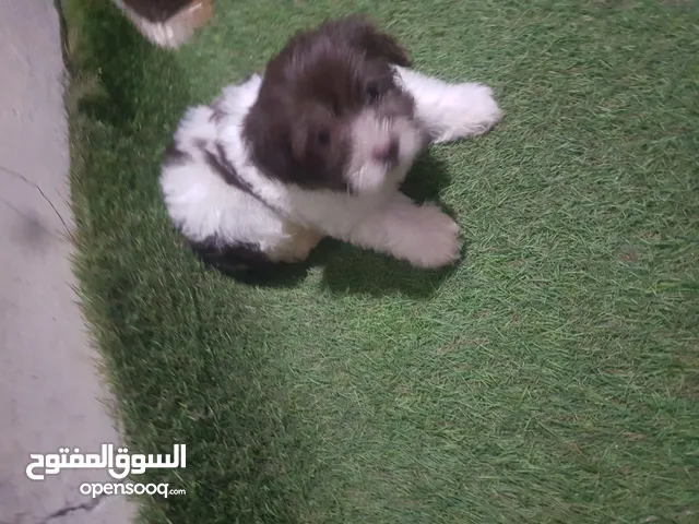 جراوى شيتزو اصيل .. 45 يوم ... الاب والام شيتزو وموجودين