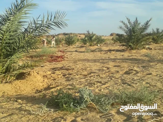 10 فدان بكر داخل مشروع زراعي بواحة سيوة