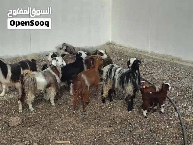 اغنام للبيع
