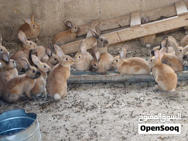ارانب نخب للبيع عمر خمس شهور