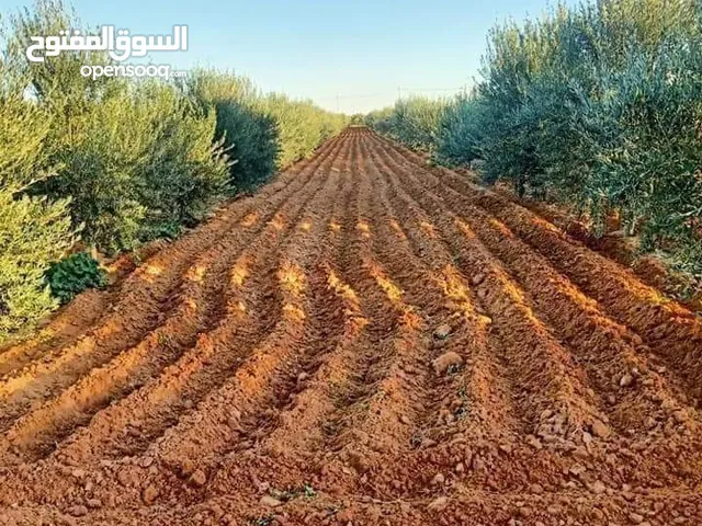 مزرعة في مشروع أبو شيبة المروي