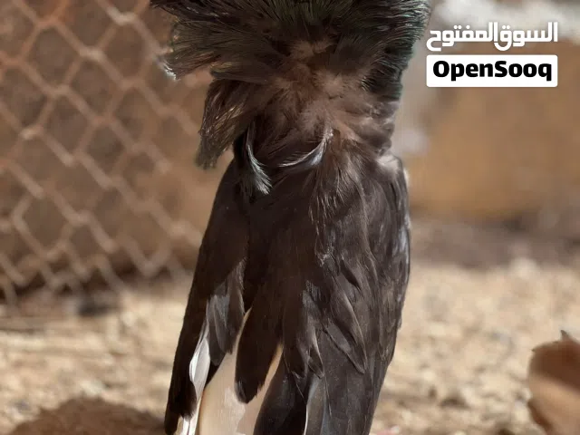حمام للبيع او بدل ب مداين امريكي شوف لوصف