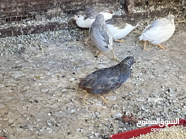 سمان الصيني الملكي