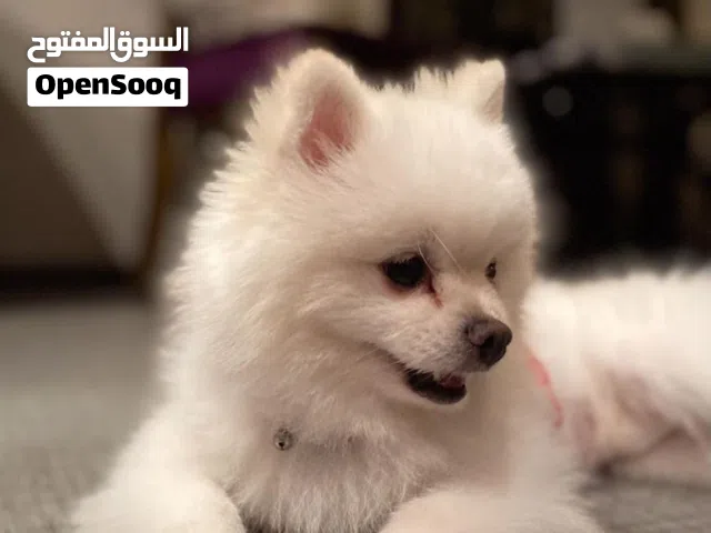 كلب بوميرانيان