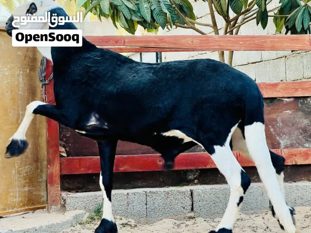 فحل هجين نجدي سعودي لاقوه الا بالله