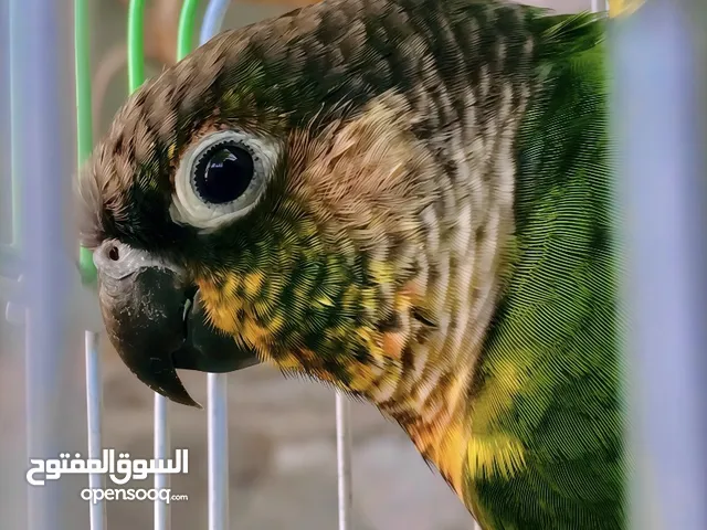 بغبغاء الكونيـور سهل التعلم والتدريب على الكلام والحركات عمرهه اقل السنه