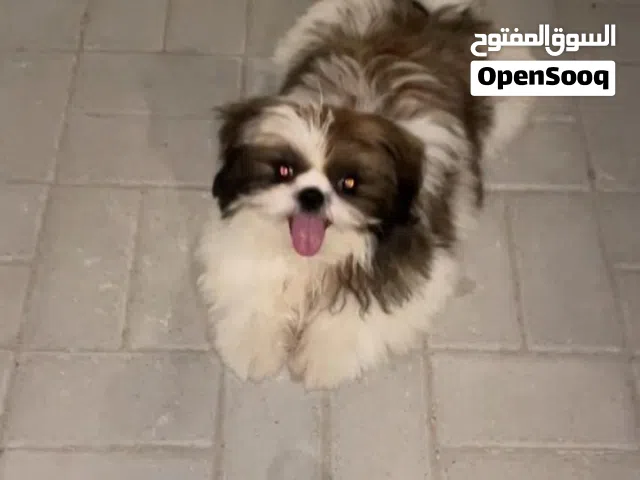 (Shih Tzu)كلب