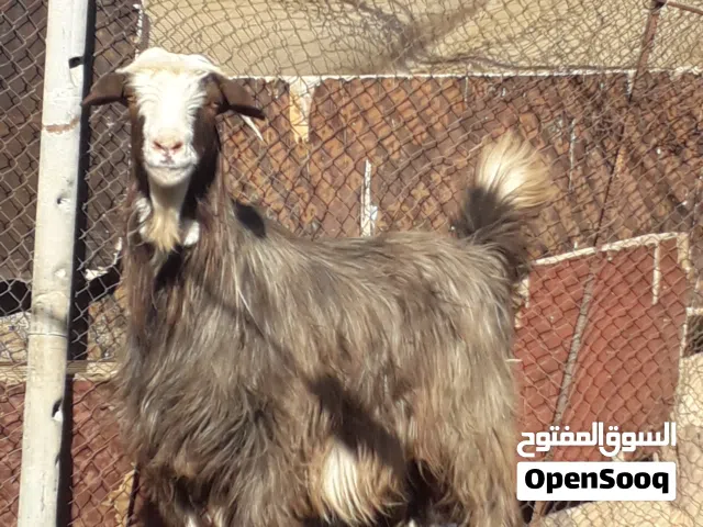 للبيع رمج عماني اصيل