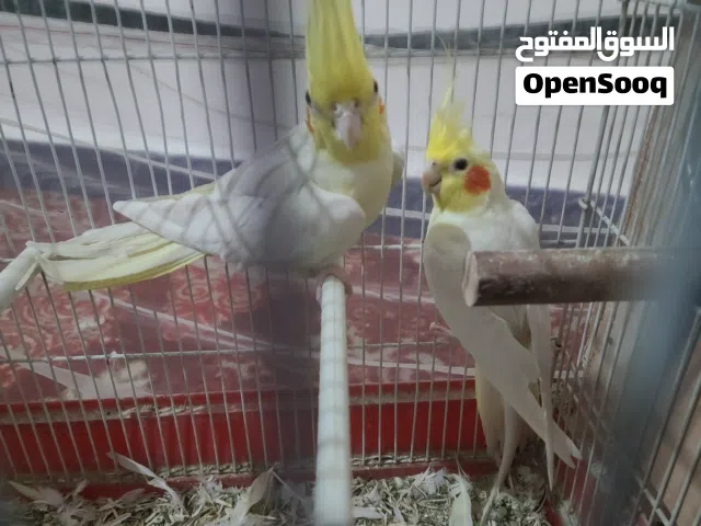 زوج كوكتيل لاتينو أحجام جانبو