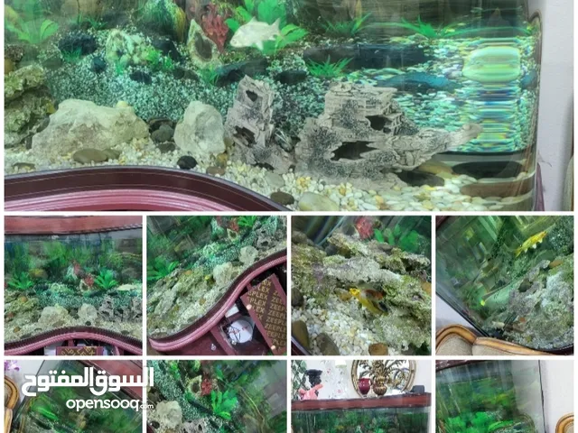 للبيع: حوض أسماك ديكوري فاخر