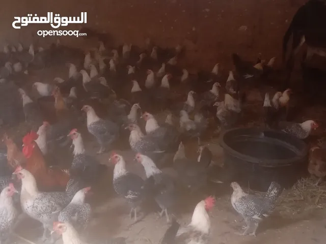 دجاج دجاج للبيع ورزازات 5شهور