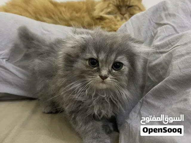 Scottish Gold Long Hair (Female) 2 Months Old And Siberian (Male) 2 Months old