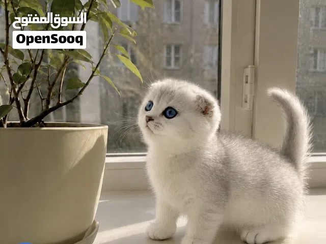 نخبة السلفر والجولد السكوتش تربل فولد وستريت بالاردن - القطط الي رح تريحك من البحث
