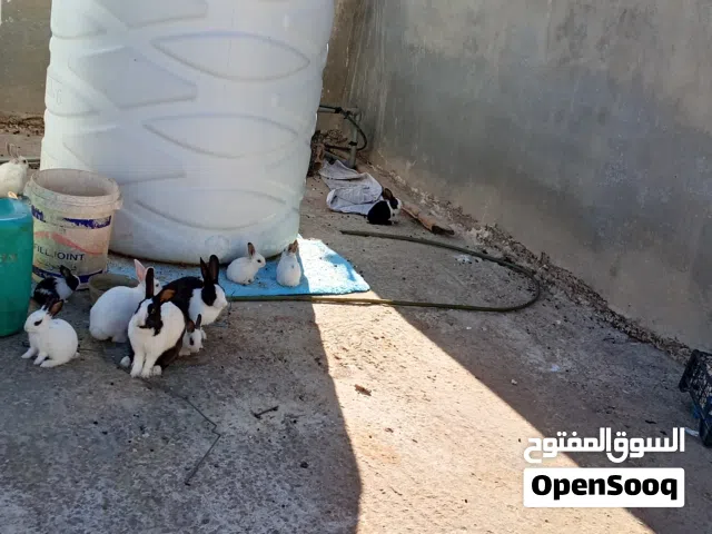 أرانب صغيرة
