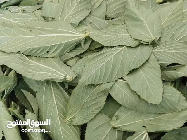 ملوخية خضرة نضيفة جدااا شغل بيت مافيها وسخ ابدا نضيفة مية بالمئة .......................