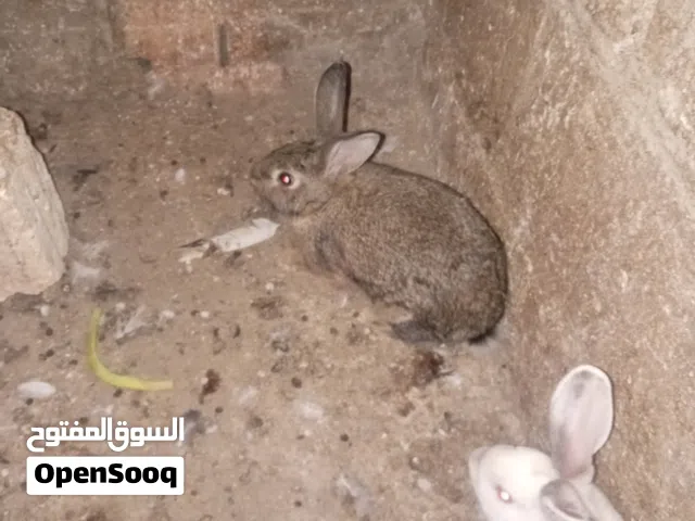 موجود اناثي ثنتان عشار و ذكر للبدل على 3 جاجات بلديات بيضات الموقع اربد الكورا كفرعوان لتواصل 077211