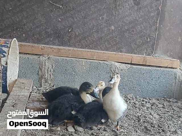 فروخ بط عماني سلاله ممتازه