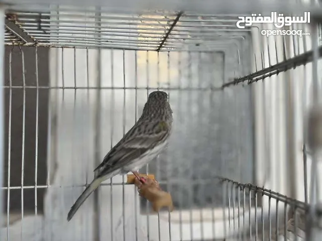 انتايه كناري واتيه الله يبارك