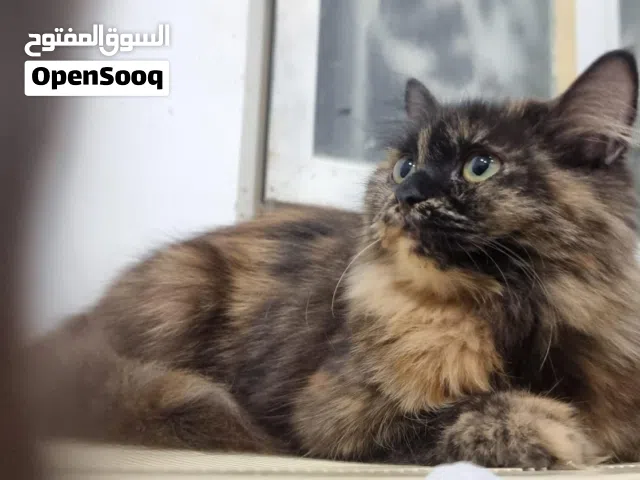 ارواح جميلة تبحث عن امان