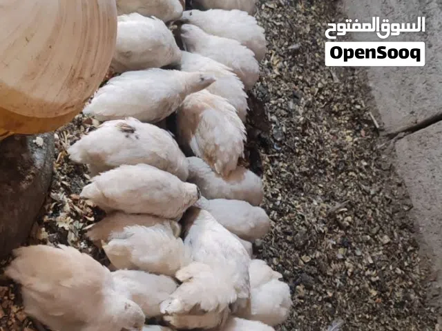 مطلوب سمان اكبار او افراخ او مخاليف اكبار شنو عندك للبيع بسعر مناسب