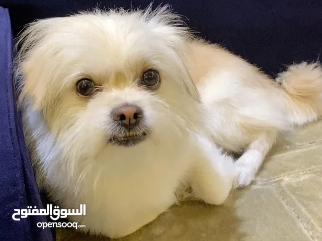 كلب ضايع في الرياض المزاحميه