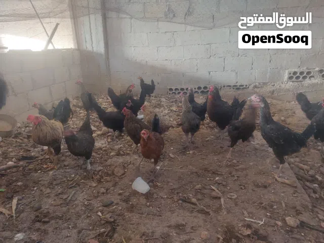 دجاج للبيع مقنوي