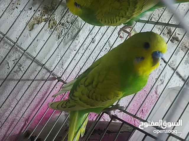 جوز حب للبيع بدون قفص السعر
