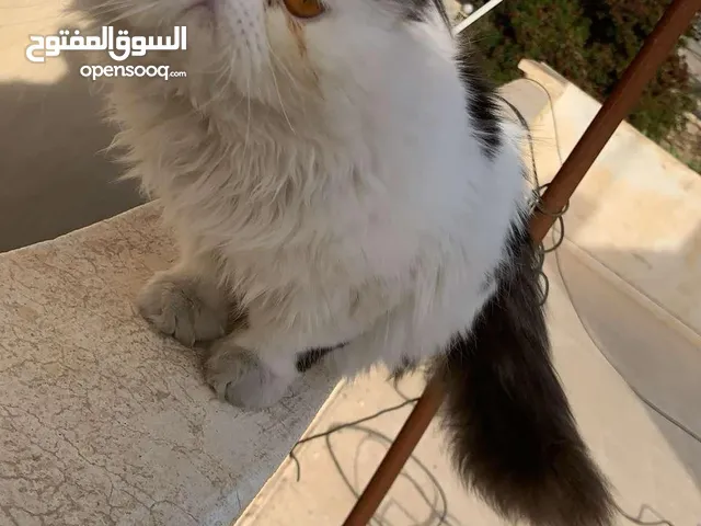 ذكر بيرشين للبيع