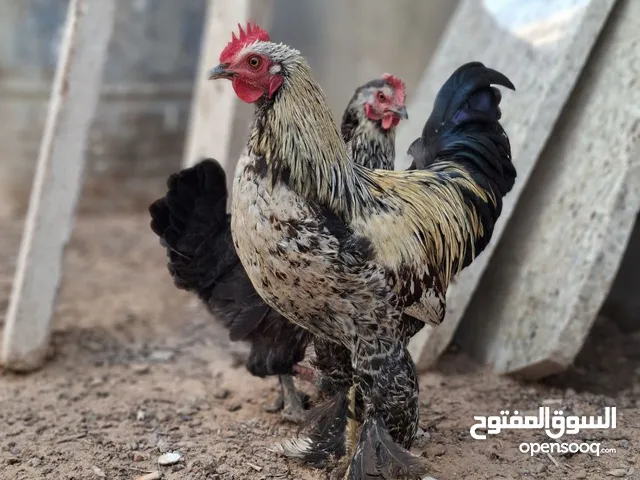 السلام عليكم ورحمه الله وبراكاته #بسم_الله_ماشاء_الله متوفر دجاجا وفروج ضاربين عا البراهما