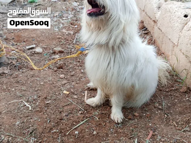 كلب ذكر فرنسي مرح وحبوب
