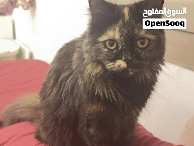 قطة لتبني المؤقت Temporary foster